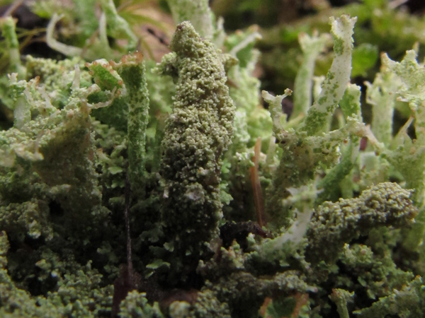 Cladonia 4