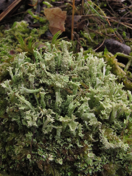 Cladonia 4