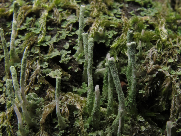 Cladonia ochrochlora?