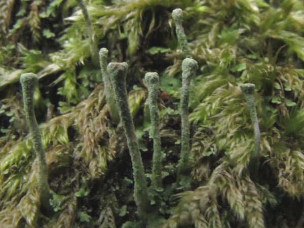 Cladonia ochrochlora?