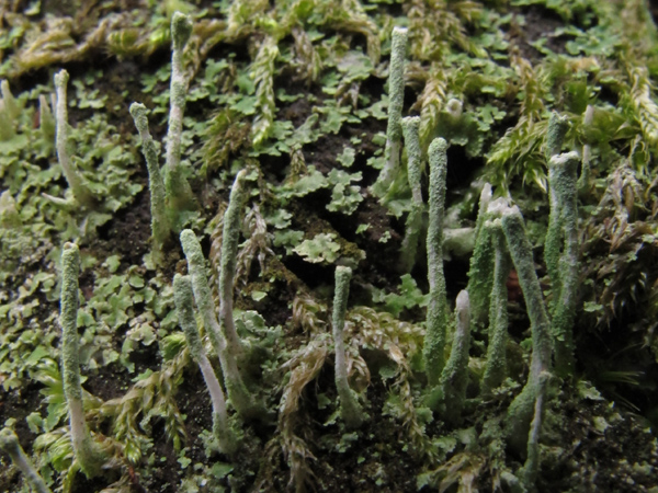 Cladonia ochrochlora?