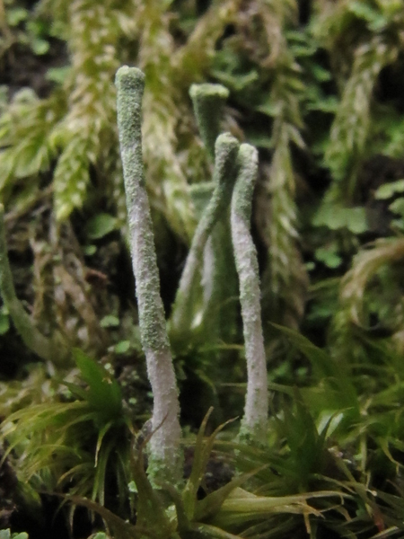 Cladonia ochrochlora?