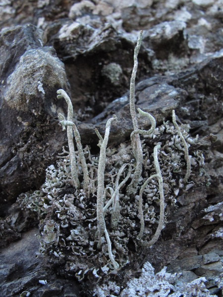 Cladonia subulata?