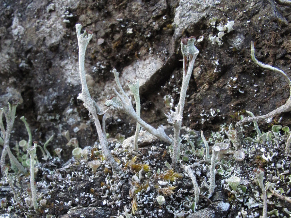 Cladonia subulata?