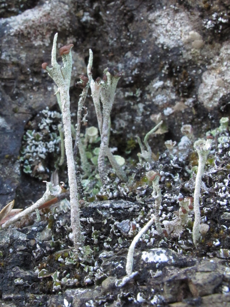 Cladonia subulata?