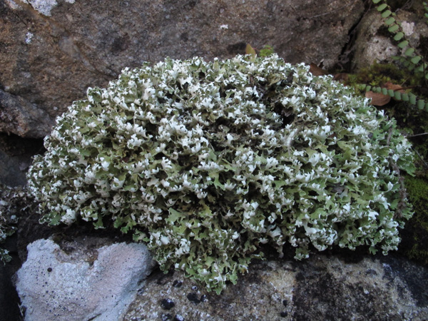 Cladonia foliosa?