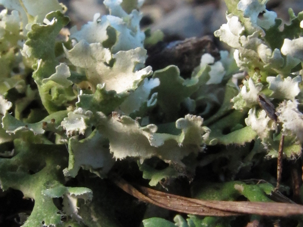 Cladonia foliosa?