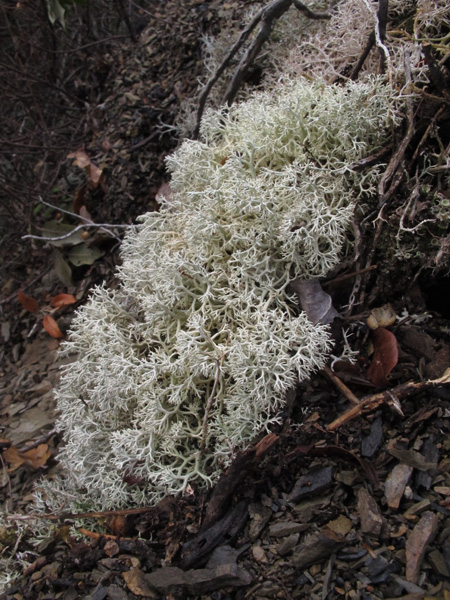 Cladonia portentosa?