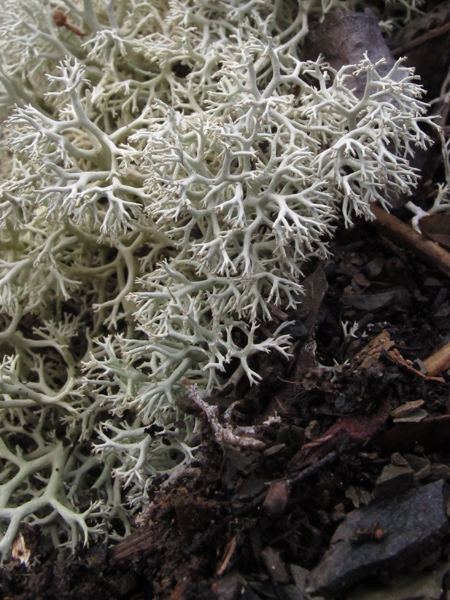 Cladonia portentosa?