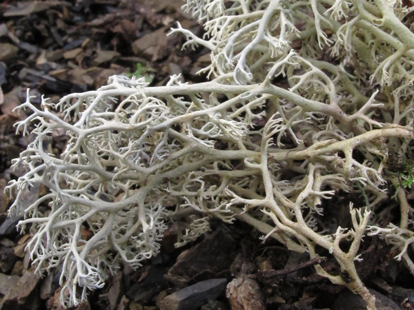 Cladonia portentosa?