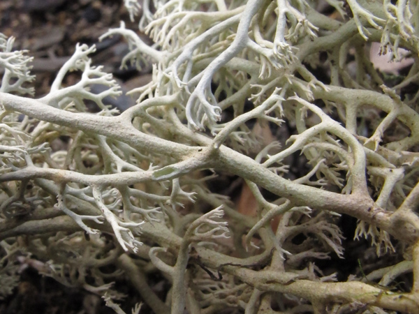 Cladonia portentosa?