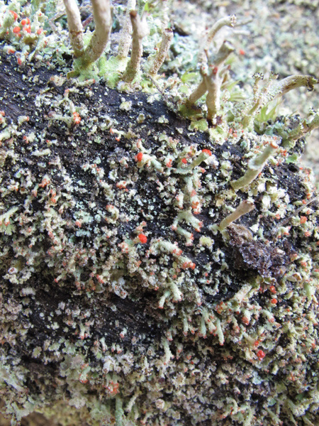 Cladonia incrassata