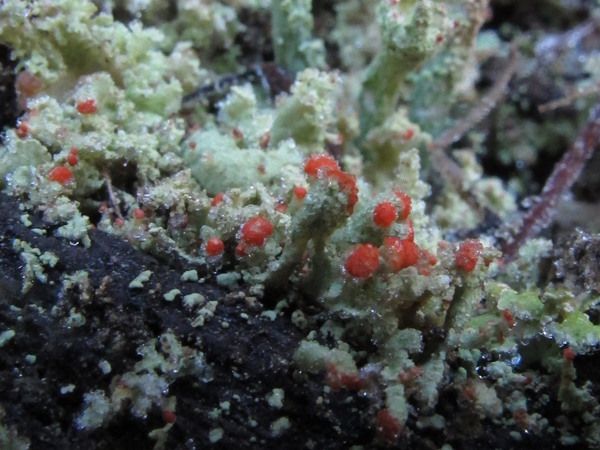 Cladonia incrassata