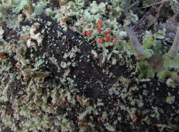 Cladonia incrassata