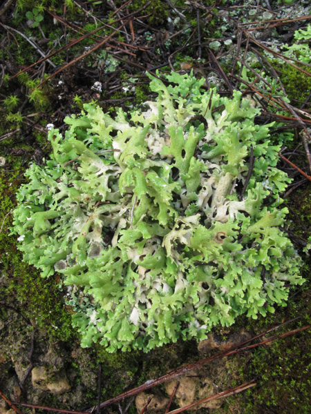 Cladonia convoluta?