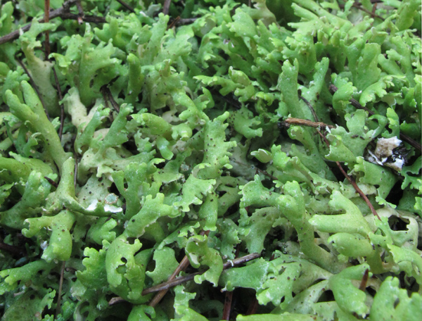 Cladonia convoluta?