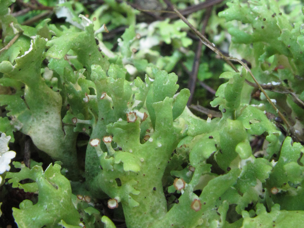 Cladonia convoluta?