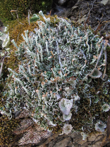 Cladonia cenotea?