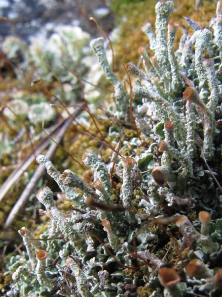 Cladonia cenotea?