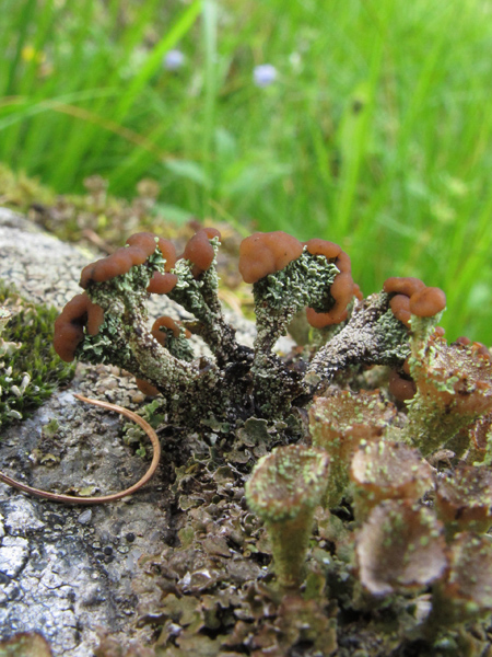 Cladonia cf. ramulosa