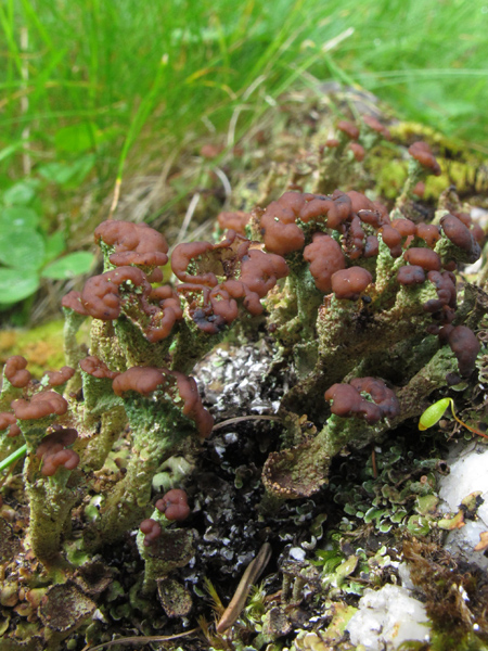 Cladonia cf. ramulosa