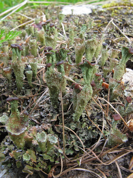 Cladonia cf. ramulosa