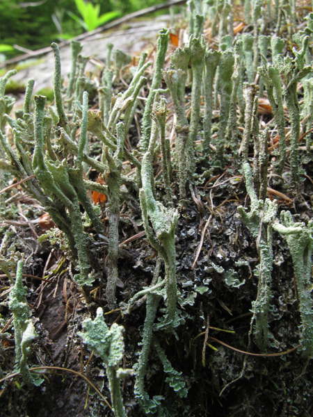 Cladonia cenotea?