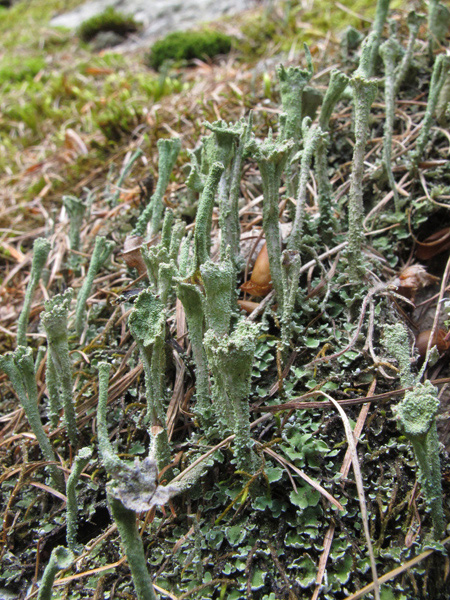 Cladonia cenotea?