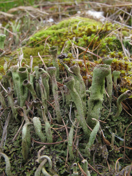 Cladonia carneola?