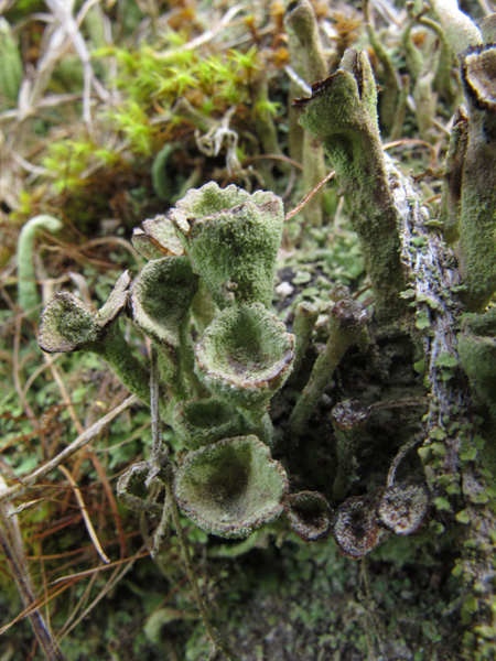 Cladonia carneola?