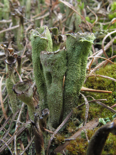 Cladonia carneola?