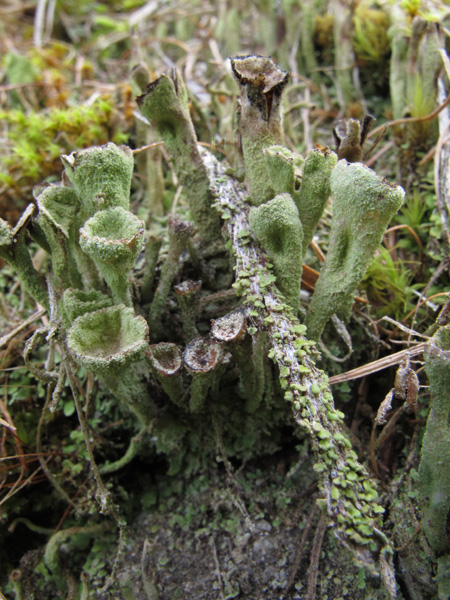 Cladonia carneola?