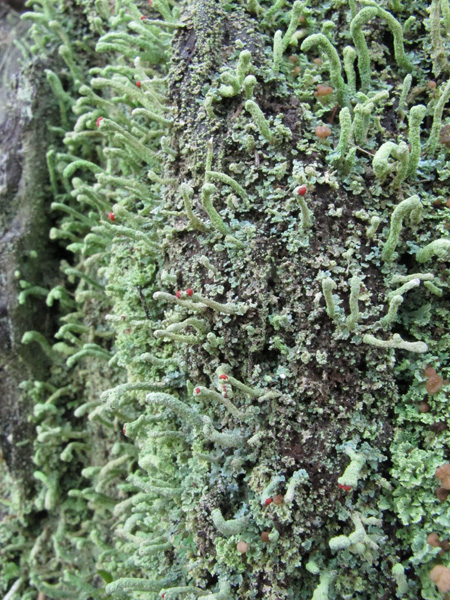 Cladonia macilenta (e caespiticia)