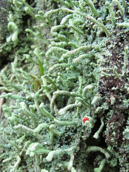 Cladonia macilenta (e caespiticia)