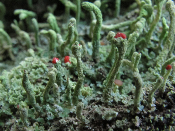 Cladonia macilenta (e caespiticia)