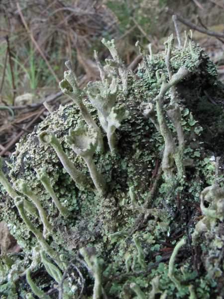 Cladonia cenotea?