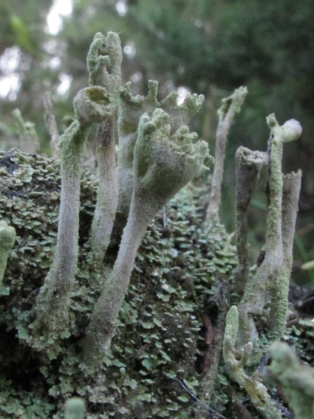 Cladonia cenotea?