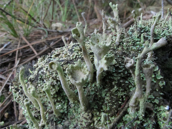 Cladonia cenotea?