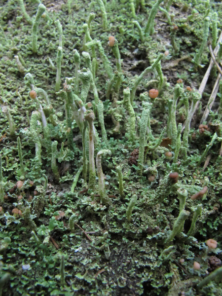 Cladonia ochrochlora?