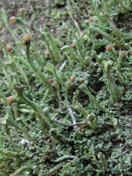 Cladonia ochrochlora?