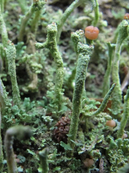 Cladonia ochrochlora?