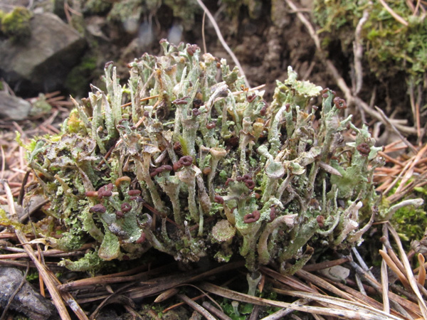 Cladonia