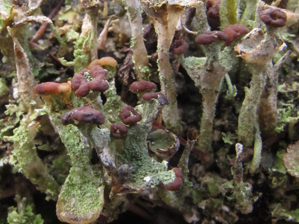 Cladonia