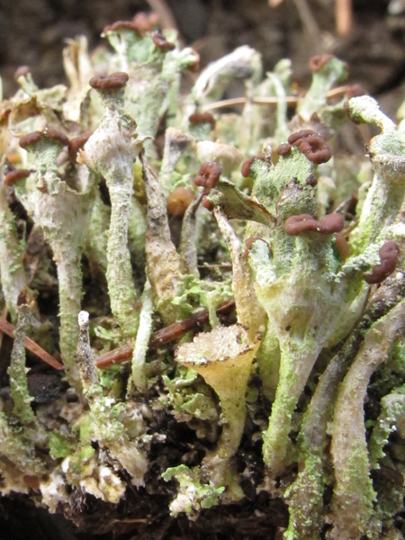 Cladonia