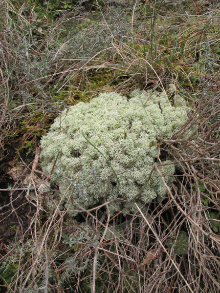 Cladonia stellaris