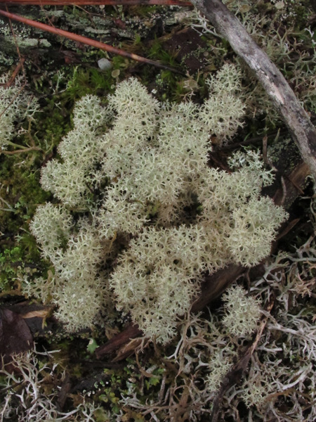 Cladonia stellaris