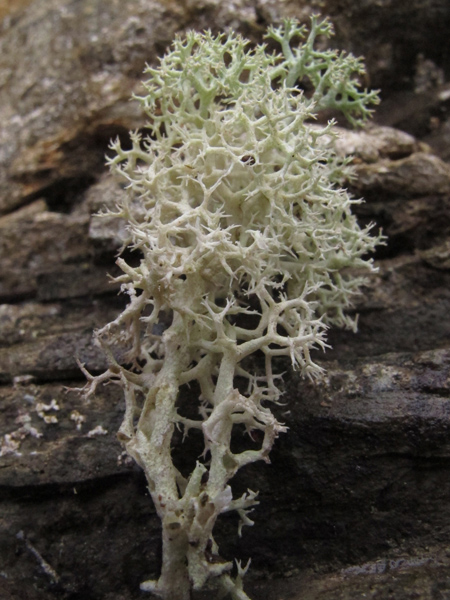 Cladonia stellaris