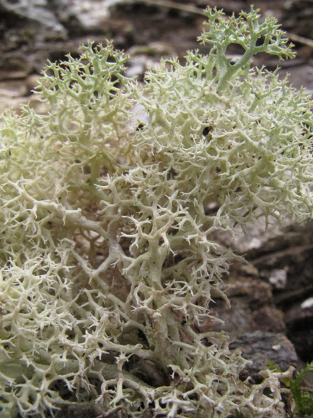 Cladonia stellaris