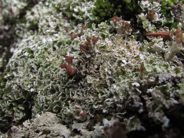 Cladonia