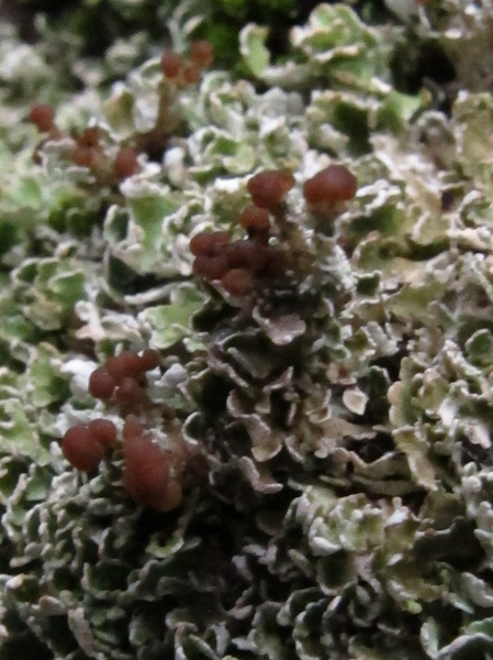 Cladonia